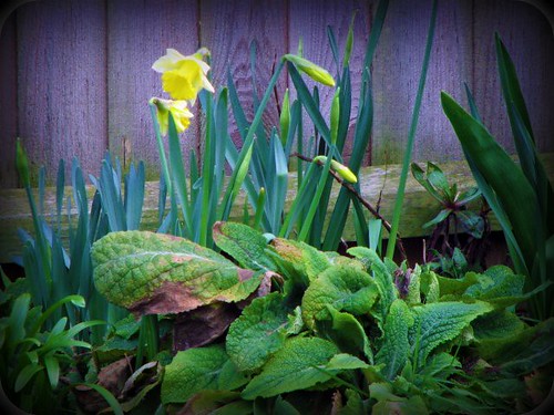Daffodils by Merrily Me