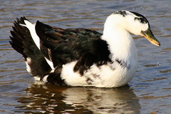 Waterfowl in Spring: Black and White Duck