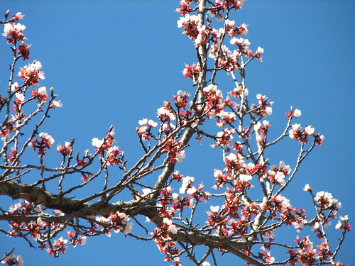 apricot blossoms