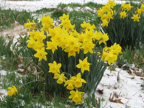 daffs waiting for spring to come back