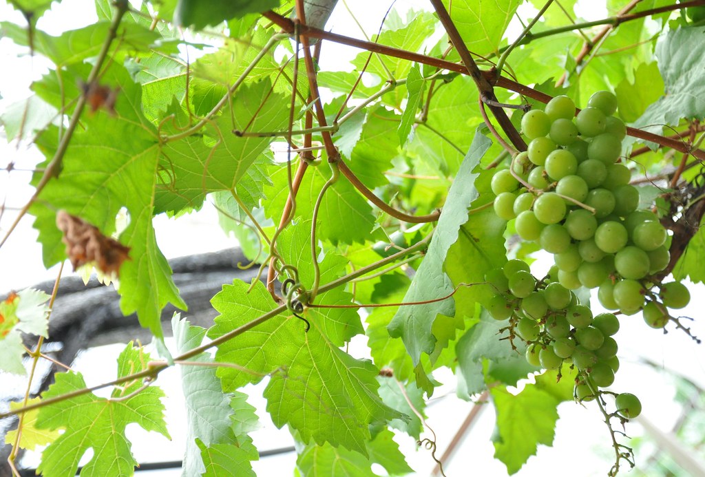 Fruity day of grapes 葡萄乐 ...