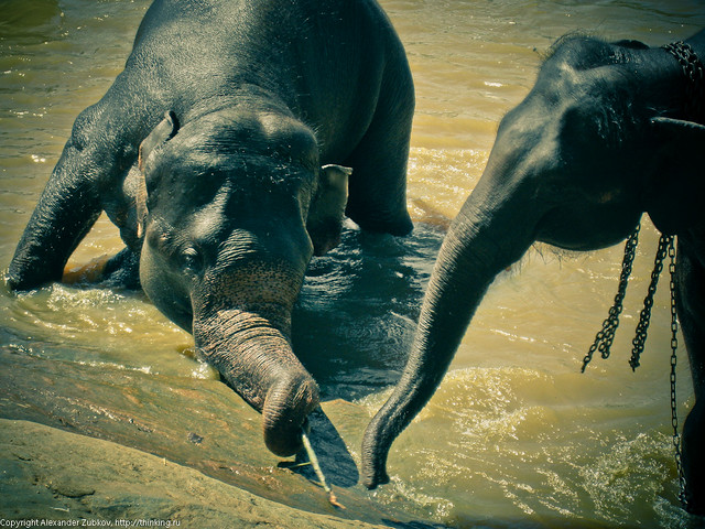 Слоновья дружба
