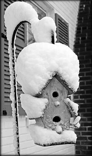 snowy-bird-house
