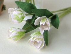 Miniature parrot tulips - White and Green