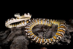 ... snake stripes wildlife australia darwin python nort