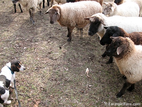 Meet the Sheep Day 4