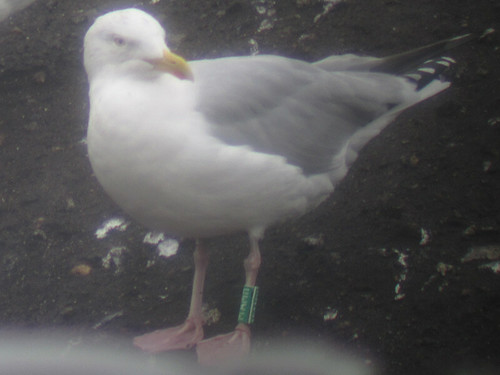 Herring Gull - GREEN [M-AMH] / white