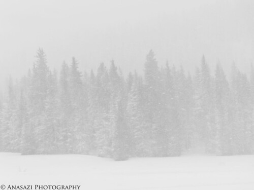 Trees in a Snowstorm