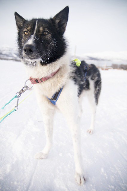Carolin Weinkopf, Schlittenhunde, Dog sledging, Tromsø, norway