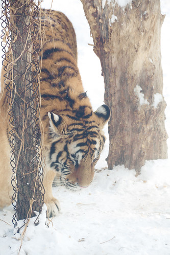 Siberian Tiger in Harbin (哈尔滨)