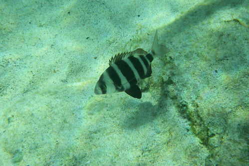 Stripy Fish