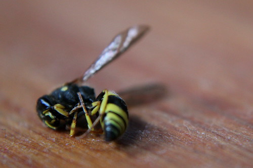 Sunday: Wasp