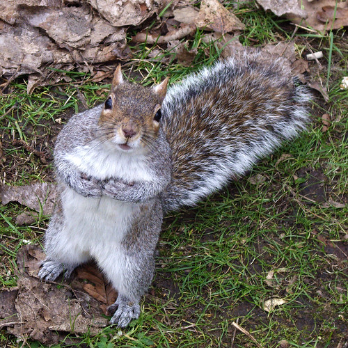 Squirrel, Hyde Park