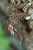 Emergence of a dragonfly