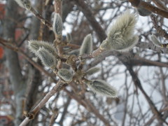 Northern Magnolia Buds