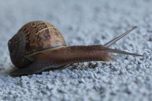Snail on Stucco