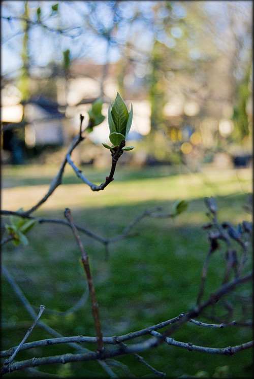 spring-bud