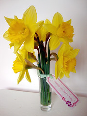 Mothers day daffodils