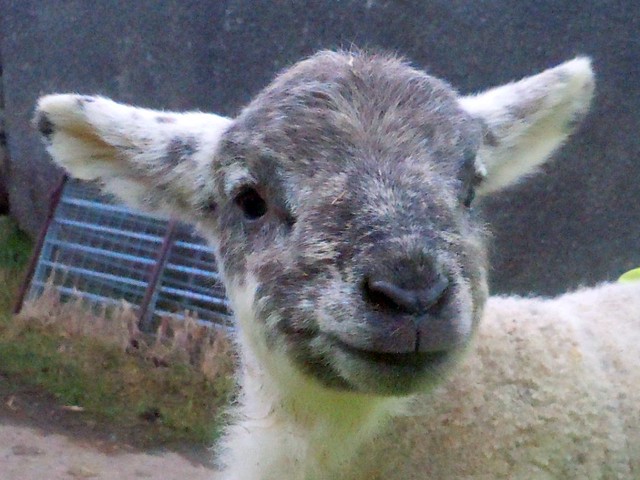 Tilly's Lamb