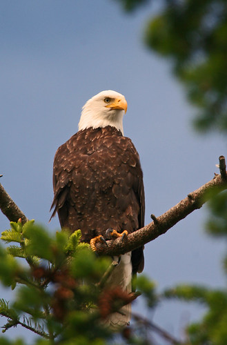 Bald eagle-1.jpg