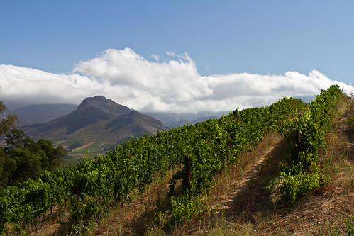 Wine Yards at Tokara