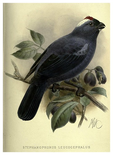 021-Tangara cabeza de nieve-Argentine ornithology…1888- William Henry Hudson y Philip Lutley Sclater