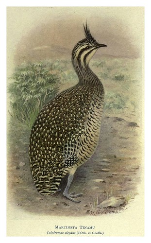006-Martineta Tinamu-Birds of La Plata 1920- William Henry Hudson 