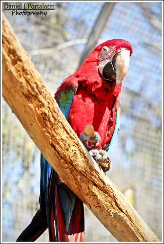 Green-Winged MaCaw - 1