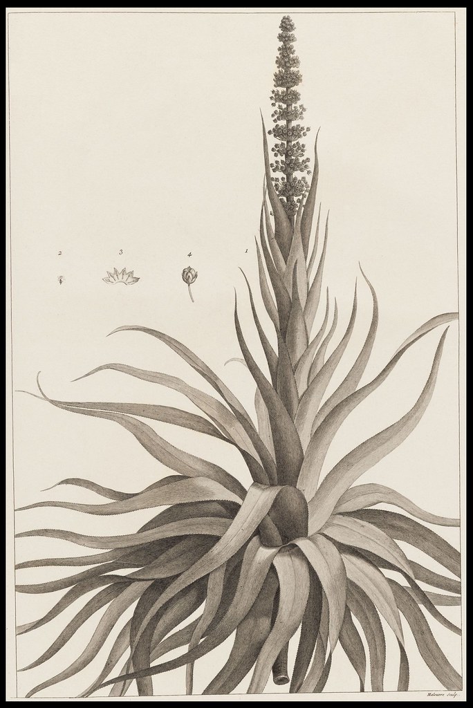 Dracophyllum verticillatum