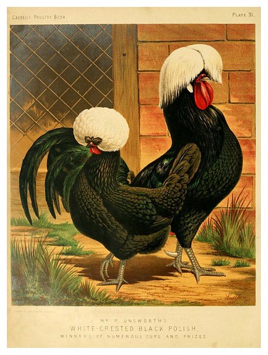 007-The illustrated book of poultry. With practical scheduals…1873-Lewis Wright.