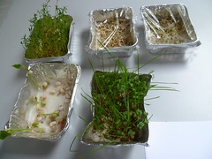 Semi in germinazione e piantine in crescita