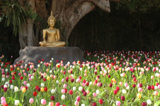 Tulip field at Wat Phan Tao temple, Chiang Mai, Thailand