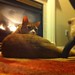 POTD cat on fire