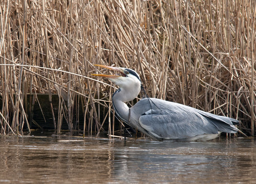 Grey heron catches fish