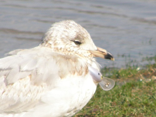 Ring-billed Gull with lure attached