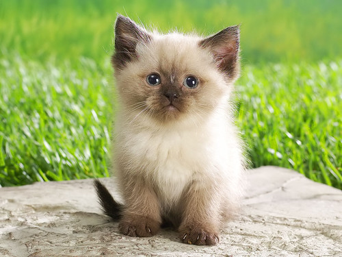 フリー写真素材 動物 哺乳類 猫 ネコ 子猫 小猫 シャム ネコ 画像素材なら 無料 フリー写真素材のフリーフォト