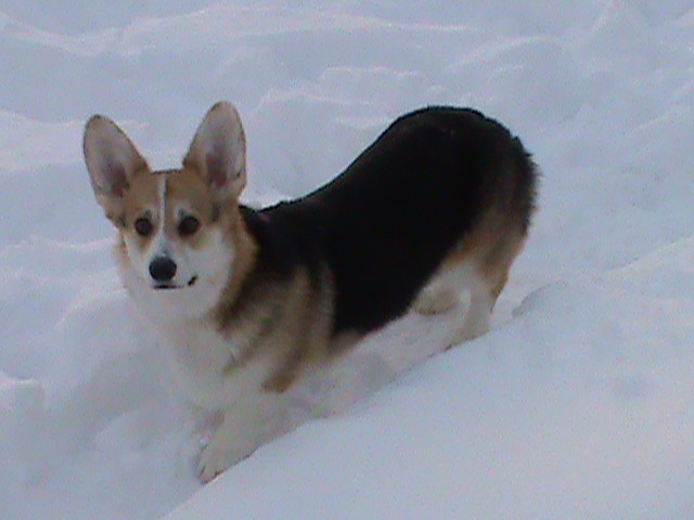 Bryn in snow 1/2011