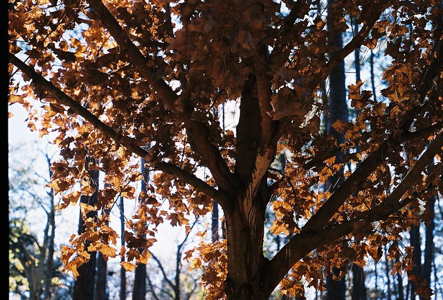 tree, westside park