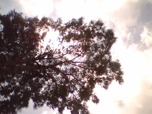 Tree-Sky by Mr-Aan