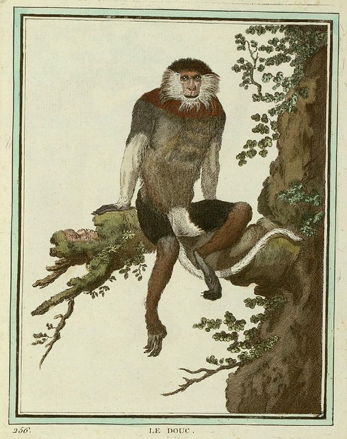 Red-shanked douc (old world monkey)