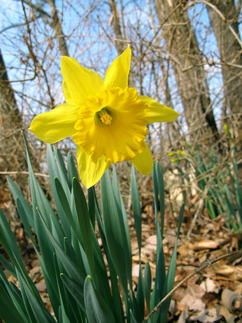 daffodil!