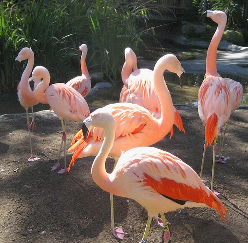 Santa Barbara Zoo Flamingos