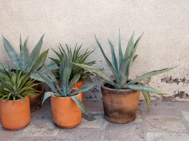 Agave Pots