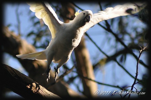 65-365 Sulphur-crested Cockatoo take off