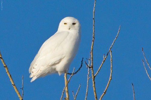Snowy Owl Male (100% Natural)