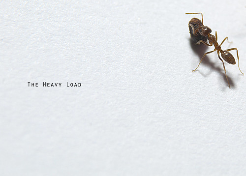 Day 71/365: The Heavy Load