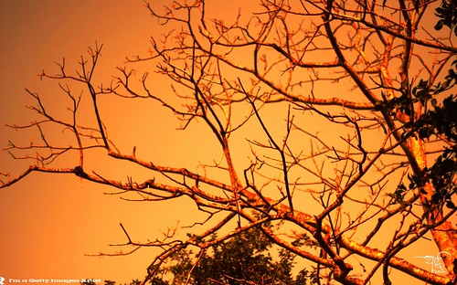 Sun Rise At Sylhet by ** 5 9 5 0 3 6 **