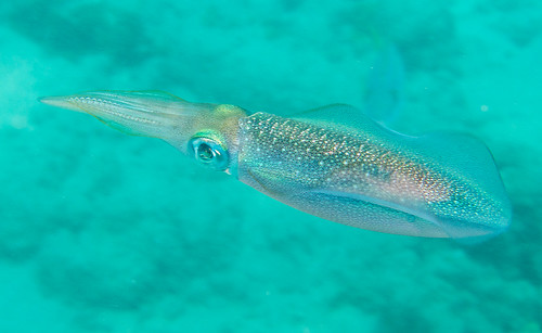 Bigfin Squid