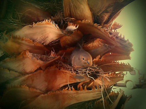 Dove nest in palm tree