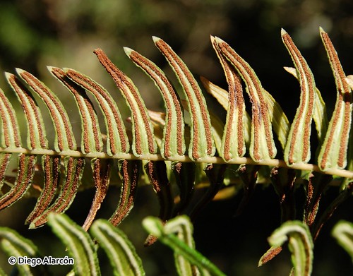 Detalle de los soros en el envés de una hoja fértil del helecho quilquil <i>Blechnum hastatum</i>. Bosques de Hualpén, Región del Biobío.